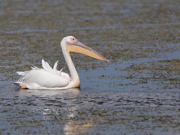 <h3><a href="/trips/tanzania/biota/animalia/chordata/aves/015 pelecaniformes/005 pelecanidae/pelecanus onocrotalus/pelecanus onocrotalus-nl.html">Pelecanus&nbsp;onocrotalus</a> / Great&nbsp;white&nbsp;pelican / Roze&nbsp;pelikaan</h3>OM-1 Mark II met OLYMPUS M.150-400mm F4.5, 1/2500 sec  bij F5.0, ISO 200, afstand 42.1&nbsp;m